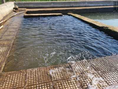 ...una vasca in pietra da cui fuoriesce limpida acqua di falda usata per irrorare i campi. Una visione che � lecito definire inedita per Bari